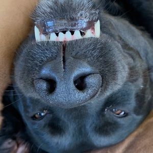 Meet your Posher, Ben